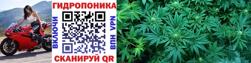 Каннабис сатива  Нефтекумск 
